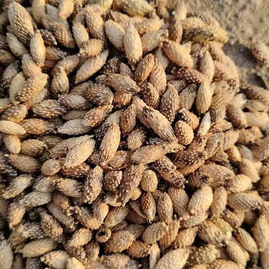 长葛市撞刺苍耳子，去刺的。