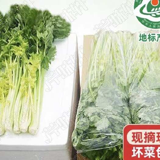 平度市青岛平度马家沟芹菜 新鲜蔬菜 精品嫩芹