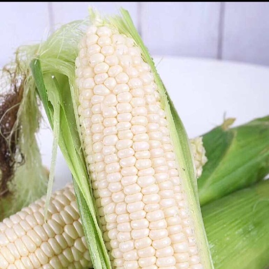 广州网红玉米，爆浆牛奶玉米鲜食玉米！