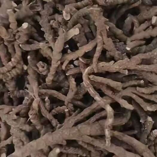 东兴市石菖蒲