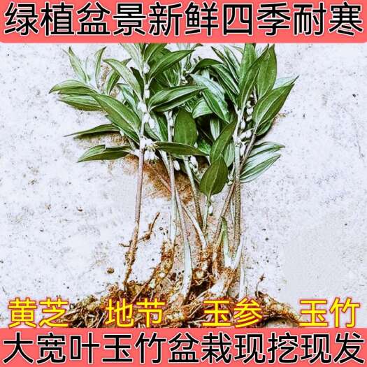 盐津县野生大宽叶玉竹盆栽现挖绿植盆景新鲜食用四季耐寒