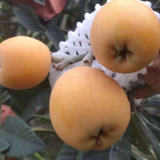 永善县我们是枇杷种植户，我们的枇杷是天然无公害的绿色食品