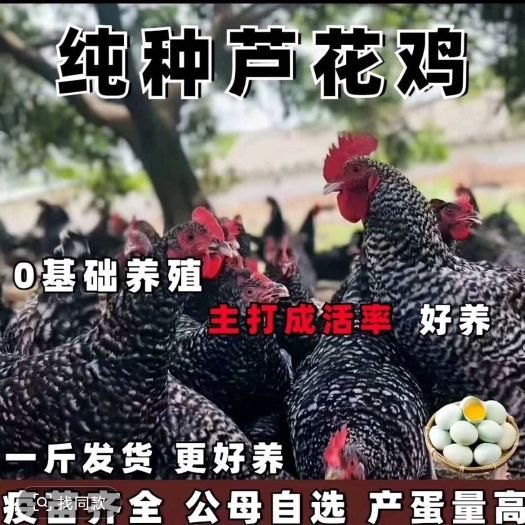 梁山县芦花鸡二个多月一斤左右疫苗做全