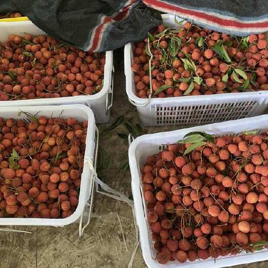 高州市批发茂名高州荔枝仙进奉荔枝电商一件代发 代办代发 达人对接