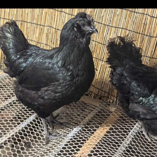 五黑鸡疫苗做全