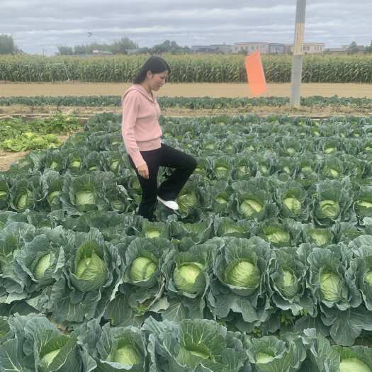 深圳包菜