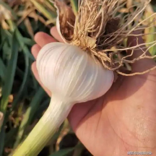伊宁县新疆大蒜预售