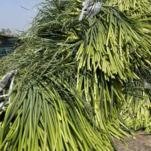 射阳县【新鲜上市】江苏射阳蒜苔 大量现货