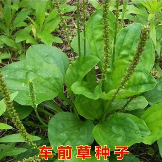 苏州车前草种子中草药材车轮菜籽野生食用庭院盆栽四季易种蔬菜种子孑