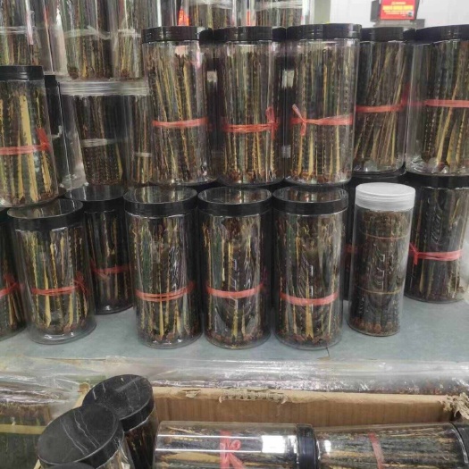 17cm以上的蜈蚣