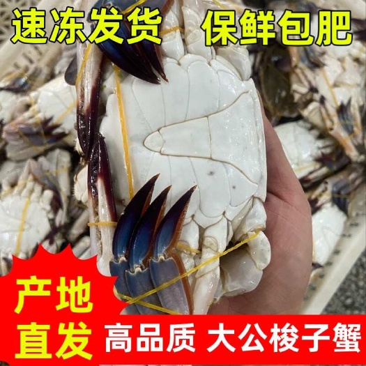 单冻绑腿大公梭子蟹一件代发，量大优惠，欢迎联系！活蟹可定制！