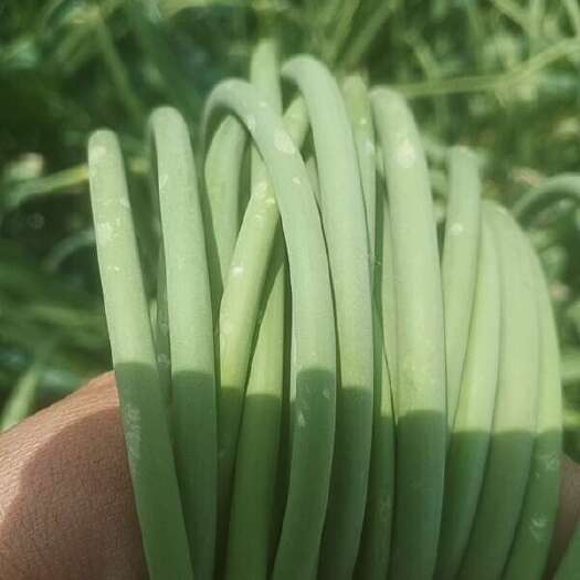 兰陵县大蒜受冰灾