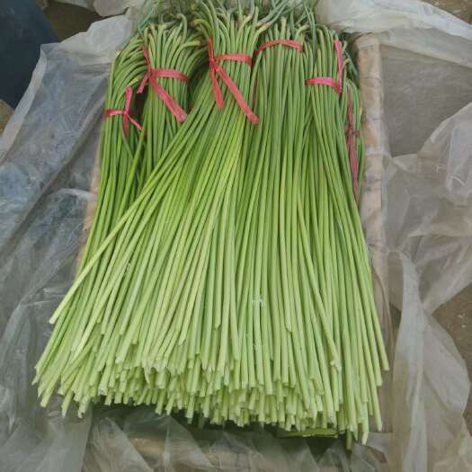 潍坊红帽蒜苔大量上市产地一手货源支持物流发货