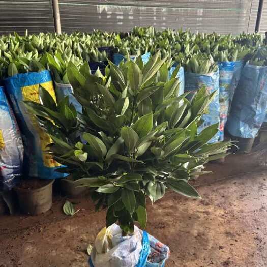 棒棒糖平安树靓货，量大从优