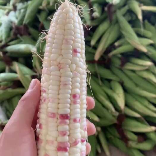 广西合浦石康镇花糯大量上市，每天现摘现发，诚信经营，需要联系