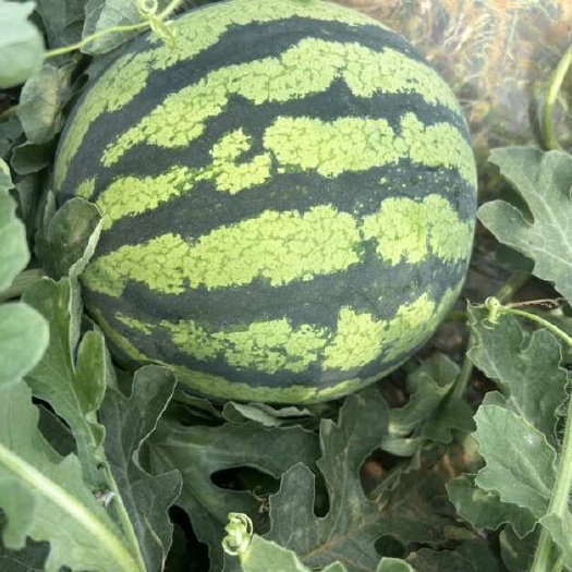嵩明县精品麒麟西瓜，大量有货