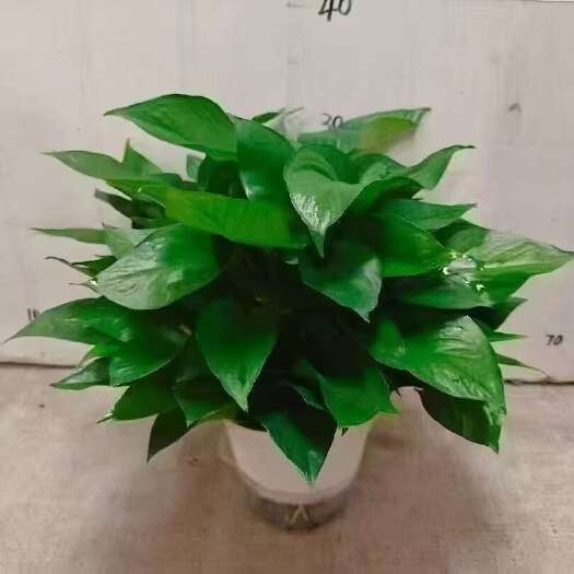 广州180绿萝