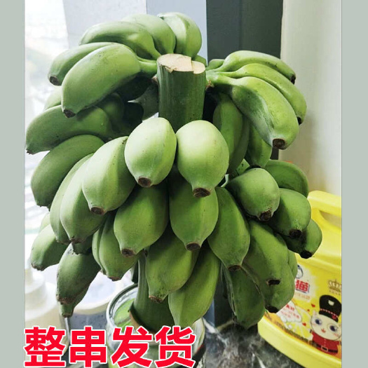 南宁禁止蕉绿带杆小米蕉整串发货热带水果网红小米蕉水培蕉包邮