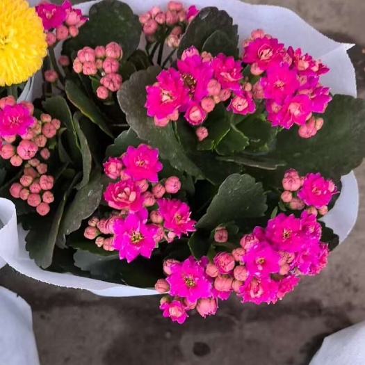 成都鲜花销售