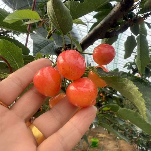 烟台烟台光蜜大樱桃