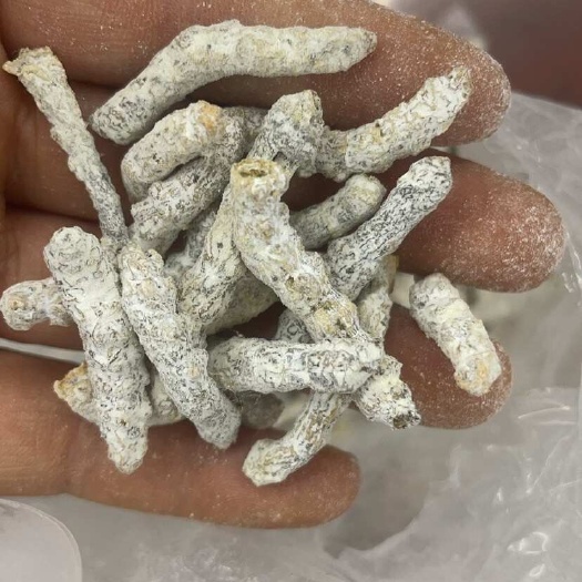 疆蚕大货批发一手货源