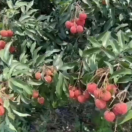 陵水县热带水果，荔枝白糖罂，妃子笑