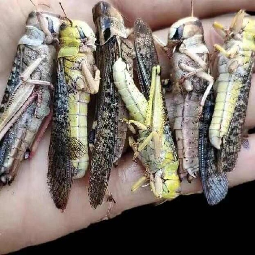 新鲜蚂蚱东亚飞蝗虫蚱蜢带籽冷冻昆虫美食烧烤食材不发活体