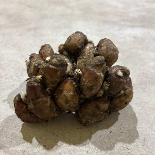 遂溪县靓货，好野，少量货，要下手快哦