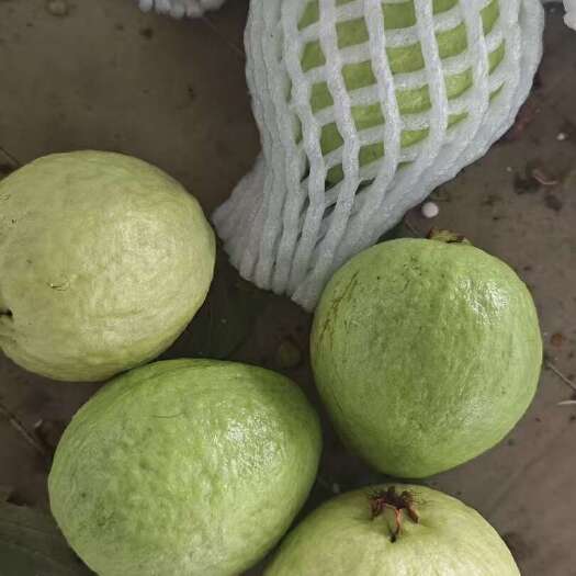 漳州白心芭乐