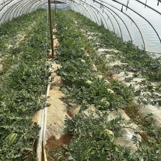 嵩明县精品麒麟西瓜，大量有货，要的老板可以联系