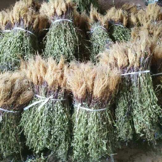 确山县自家 半枝莲中药材可批发可零售，品质保证，合作可联系