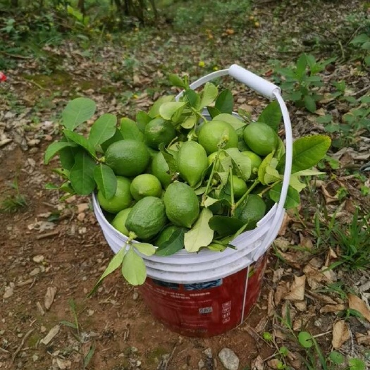 云浮老树果无籽香水柠檬一级果 奶茶店专用柠檬