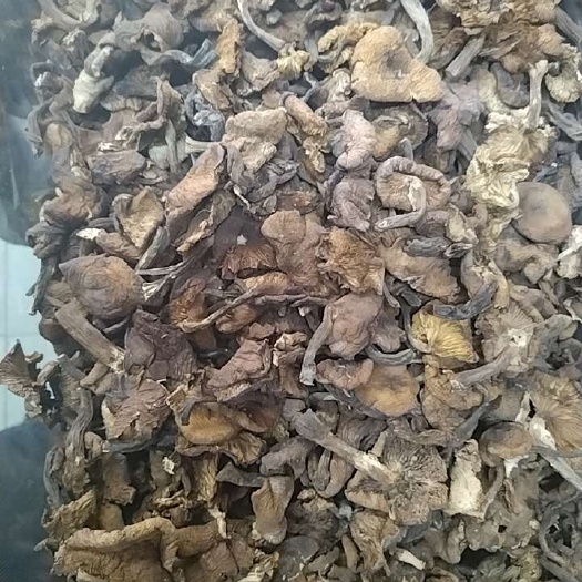 辽阳县野生榛蘑