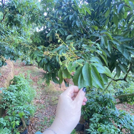 灵山县广西灵山桂味荔枝，6月中旬上市软枝精挑果，邮政冷链一件代发
