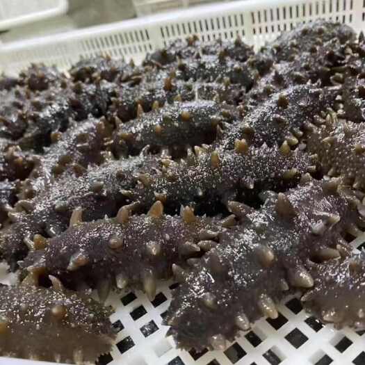 霞浦县鲜食海参