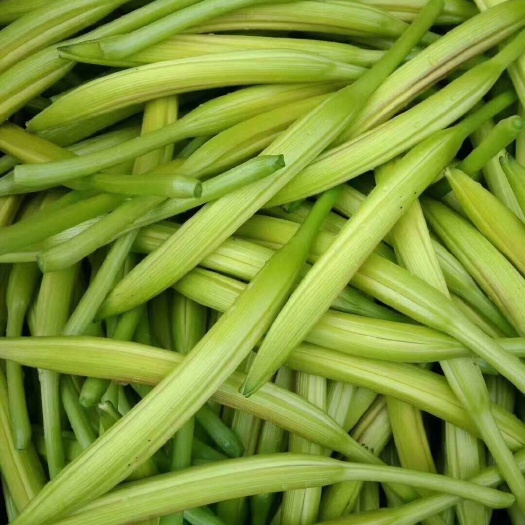 祁东县新鲜黄花菜