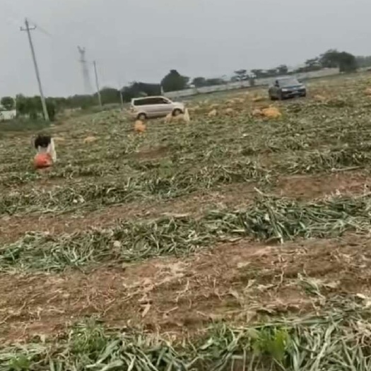 新野县南阳新鲜洋葱 均匀个大易存储 批发价实惠，工厂出口均适用……