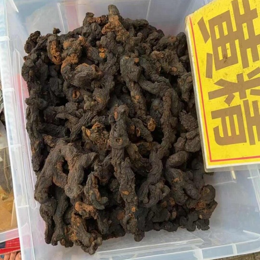深圳黄精