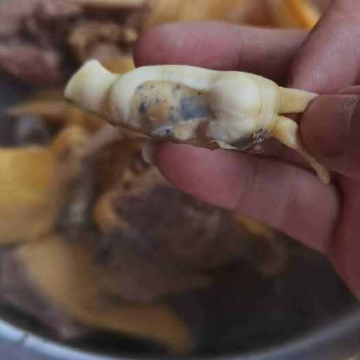 云霄县漳浦黄金蛏