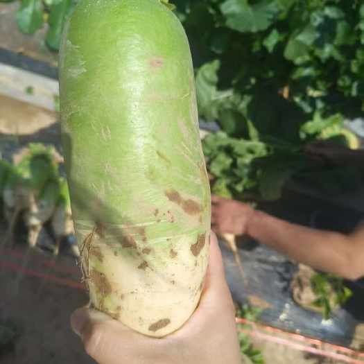 自己家地理新鲜大萝卜