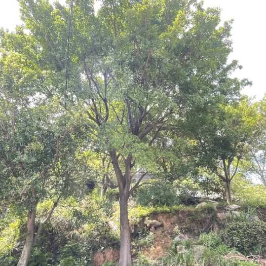 平阳县温州红皮榕40公分精品苗