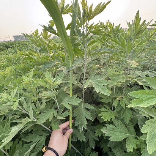 端午艾草正当时，预定持续接单中，先订先排单