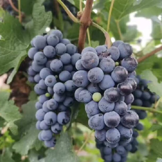 高山二号刺葡萄酿酒葡萄
