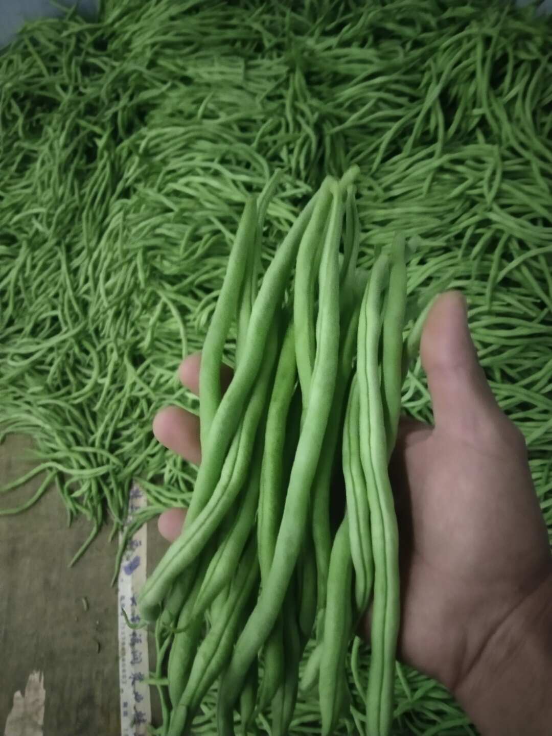 无筋豆角，  豆王，