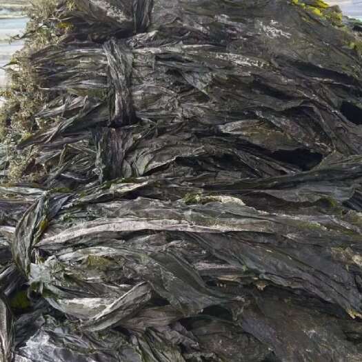 莆田福建莆田无沙干海带 精品海带头 海带丝 海带结 昆布干货批发