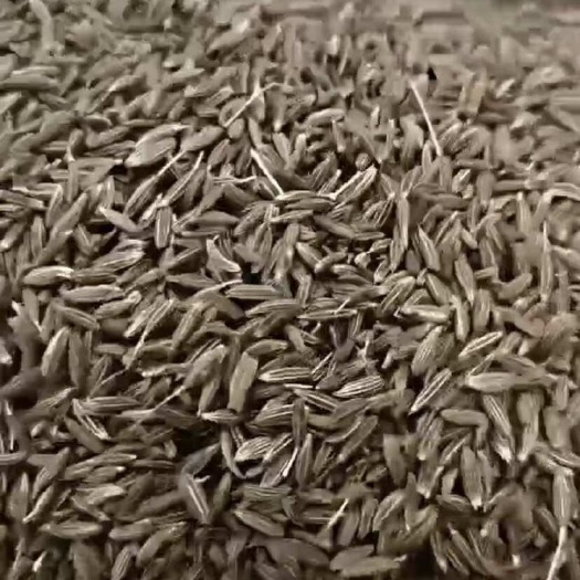 喀什市新疆孜然 味道重 颗粒饱满