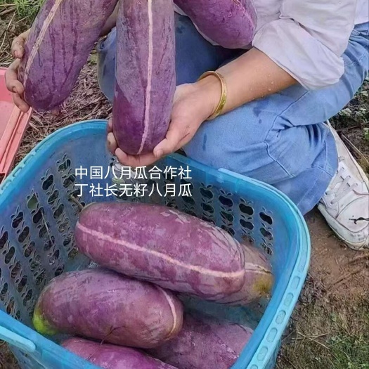 丁社长八月瓜苗带土带叶杯苗寻电商招代理全年可卖一件代发