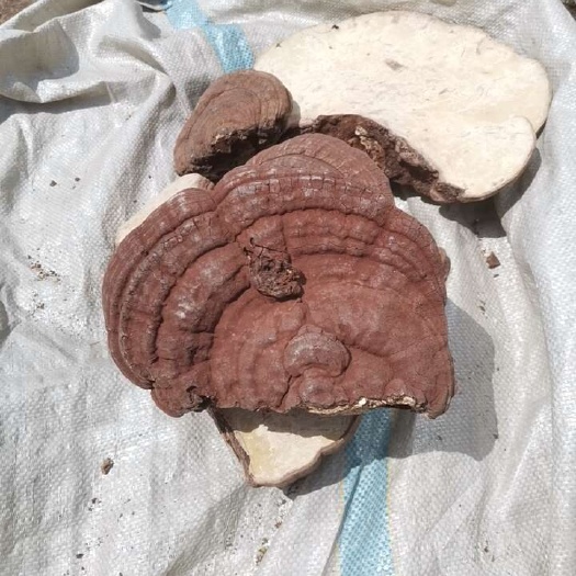 长白山脉厚树舌 平盖灵芝 红芯树舌 重手树舌 手感重