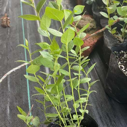 汶上县优质组培蓝莓苗