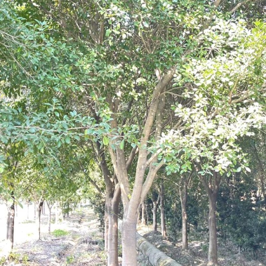 温州红皮榕20公分
